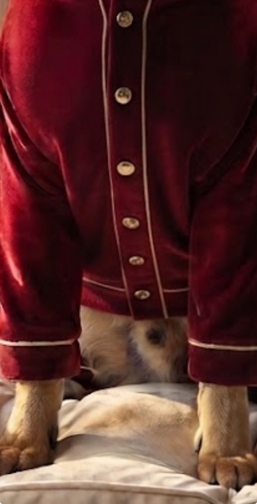 Reinforced finish detail of the Velvet Royal Bloodline pet set